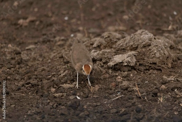Fototapeta Temminck's courser