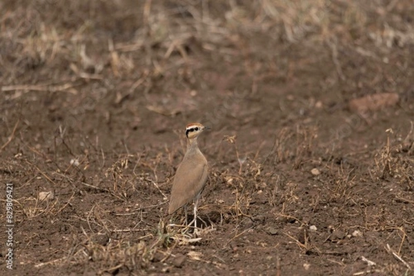 Fototapeta Temminck's courser