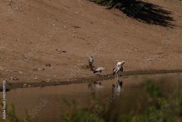 Fototapeta Yellow-billed stork