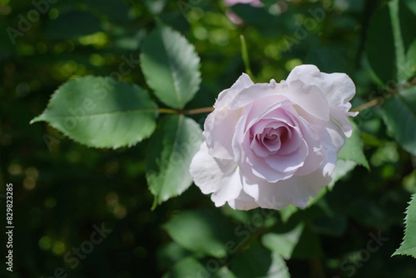 Fototapeta ローズガーデン　バラ　薔薇　イングリッシュガーデン
