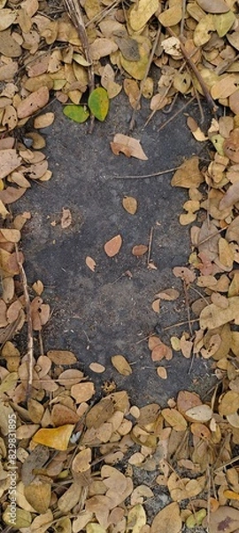 Fototapeta the frame of photo from dry leaves