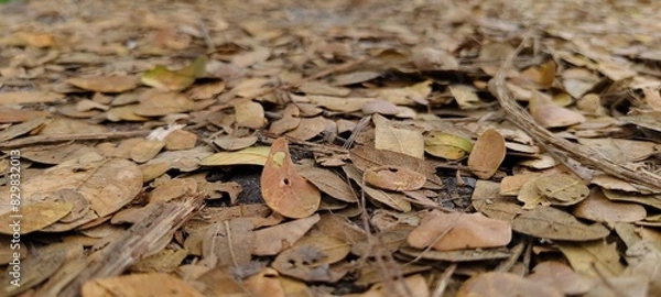 Fototapeta beautiful shot of dry leaves on the road