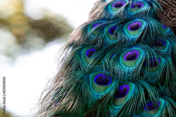 Obraz peacock 
