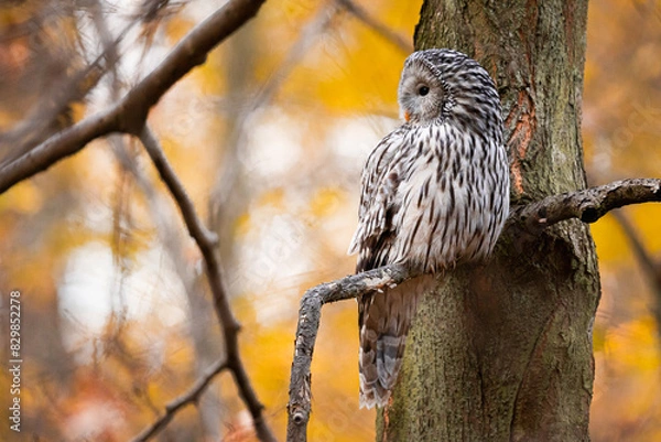 Fototapeta great owl