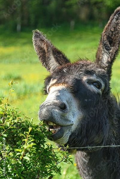 Obraz Ane tondant la haie