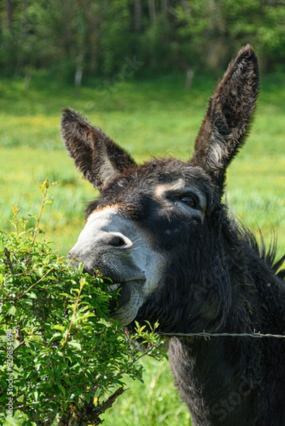 Obraz Ane tondant la haie