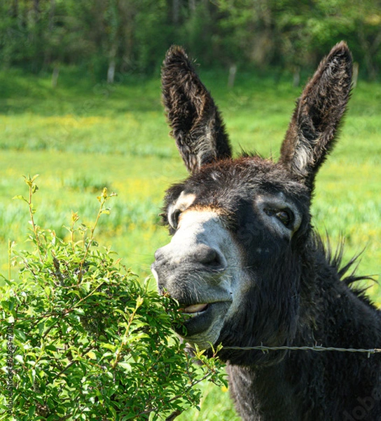 Obraz Ane tondant la haie