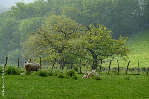 Obraz Mouton au près