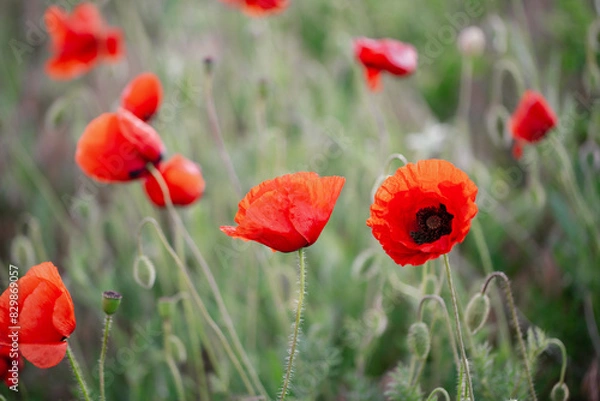Obraz Blooming red poppies close-up in spring in the month of May during sunset.