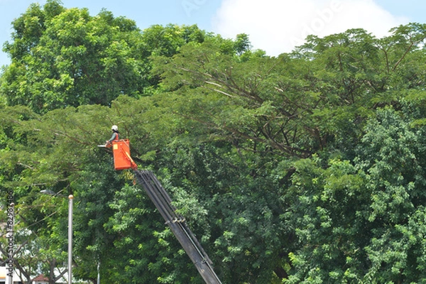 Obraz Roadside Tree Pruning