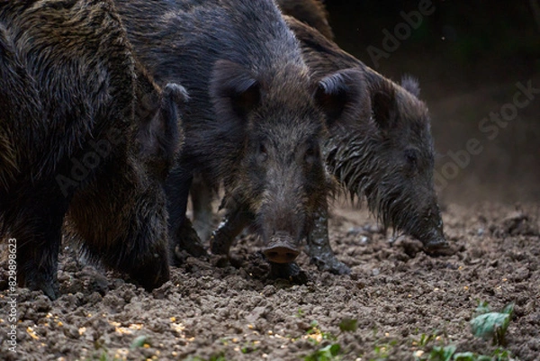 Fototapeta Herd of wild hogs rooting in the forest