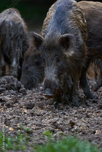 Fototapeta Herd of wild hogs rooting in the forest