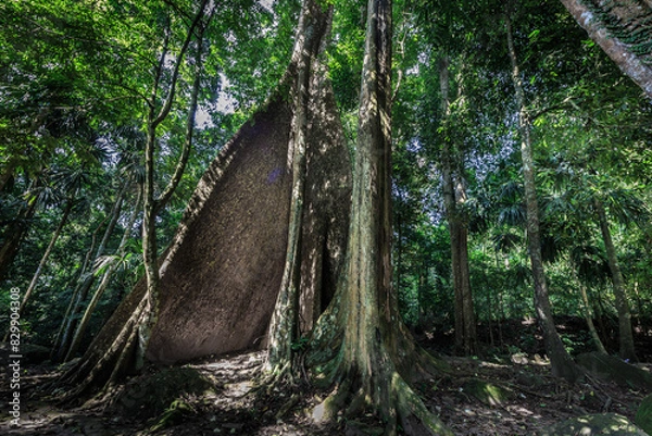 Obraz Kapok Baum im Urwald von Malaysia