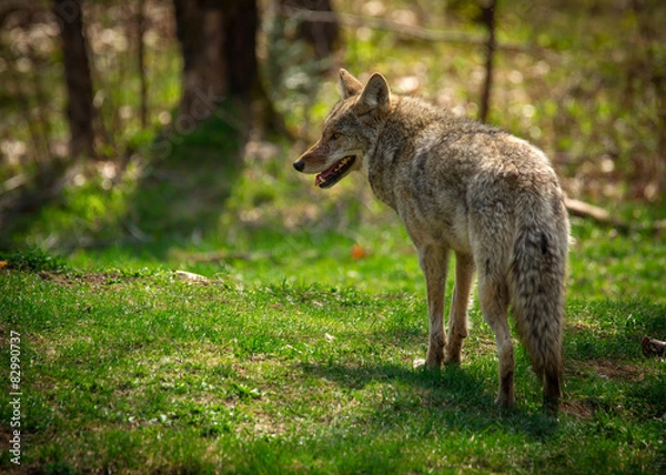 Obraz Wspólny kojot północnoamerykański od tyłu