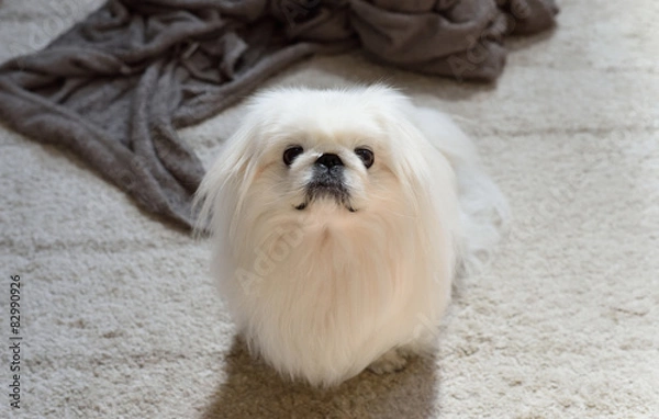 Obraz ペキニーズ