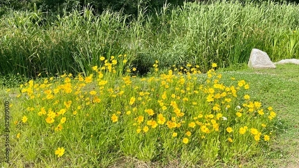 Obraz 노란 들꽃밭(yellow flower garden)_가로형
