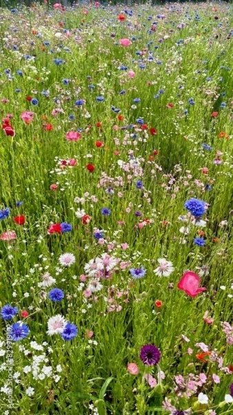 Obraz 다채로운 들꽃(colorful wild flowers)_세로형
