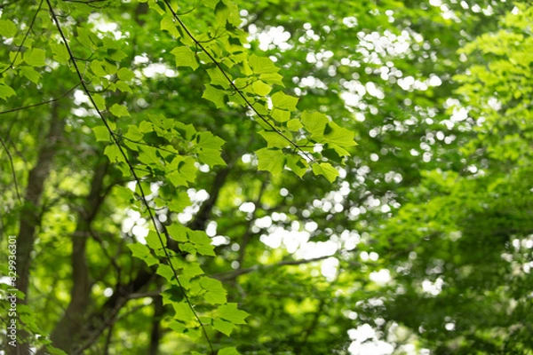 Obraz 初夏の若葉