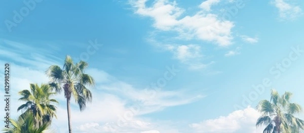 Fototapeta A fresh and sunny day with palm trees against a blue sky and white clouds creating a copy space image that symbolizes environment and ecology