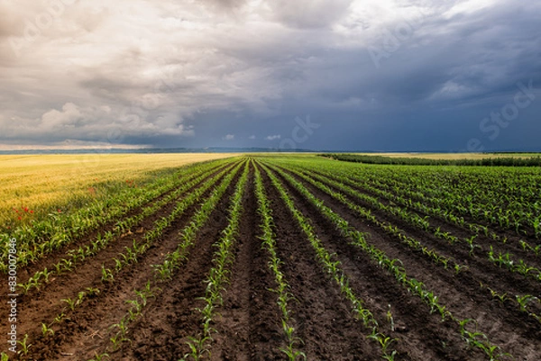 Fototapeta Open corn field at sunset.