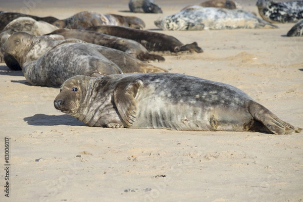 Fototapeta Grey seal