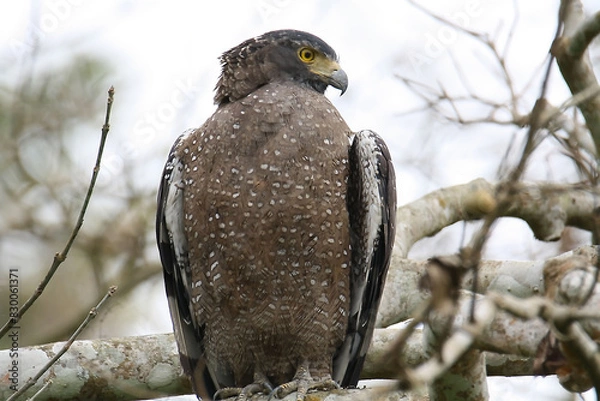 Obraz crested serpent eagle