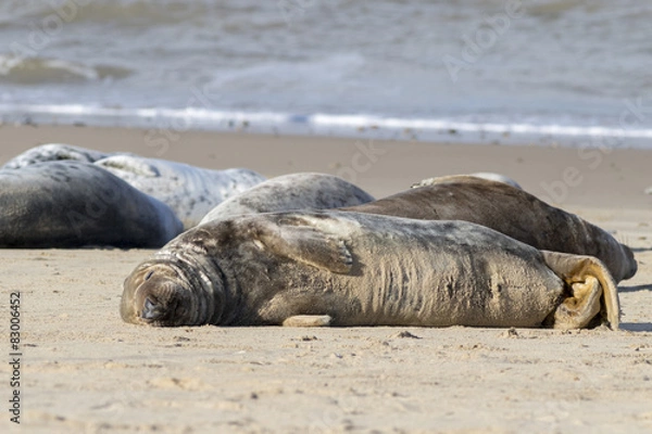 Fototapeta Grey seal
