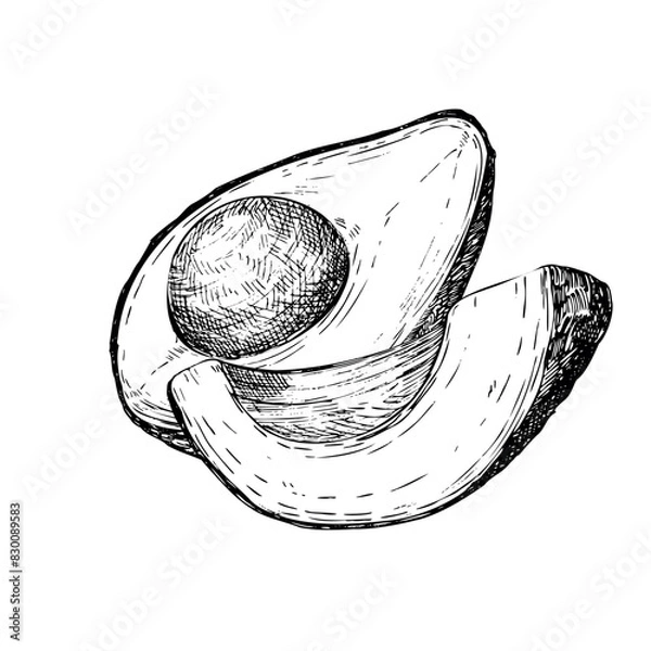 Fototapeta Avocado hass graphic vector illustration, hand drawn sketch of vegetable,sliced avocado. Botanical drawing of tropical fruit. Engraving for food packaging design. Plant sketch