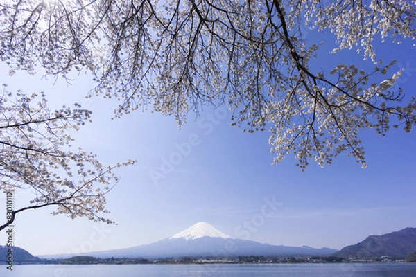 Obraz 富士山と満開の桜　ソメイヨシノ　河口湖北岸　
