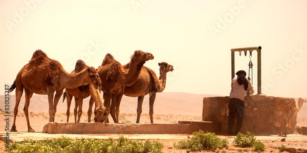 Obraz Berber watering dromedaries in southern Morocco