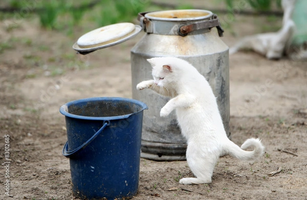 Fototapeta Cat in the village