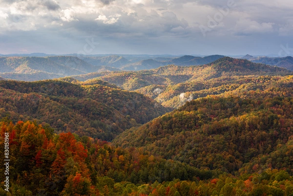 Obraz Forest in Autumn
