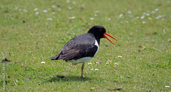 Fototapeta Austernfischer