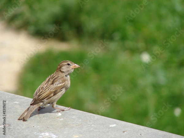 Fototapeta Sparrow female