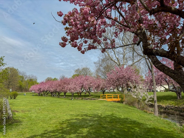 Fototapeta Line of Cherry Blossom Trees with Bridge