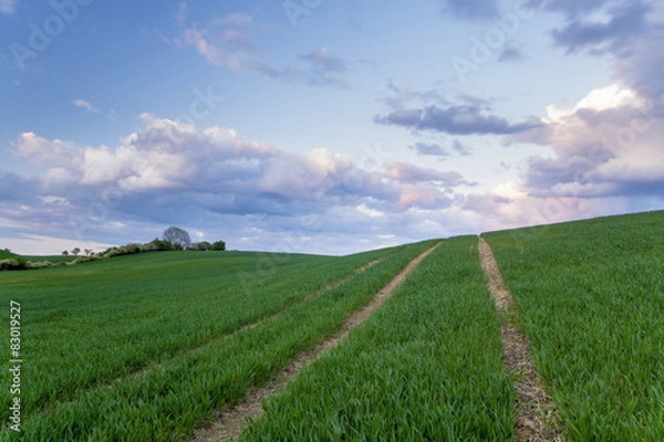Fototapeta Spring field
