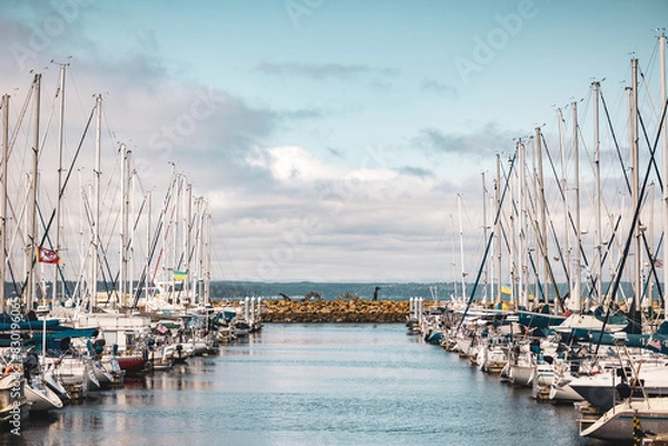 Fototapeta A marina full of sailboats on an overcast day