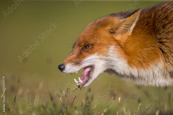 Fototapeta Red Fox Vulpes Head shot side mouth open showing teeth, growling detail in the evening light