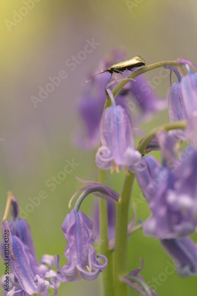 Obraz Longhorn moth on bluebell