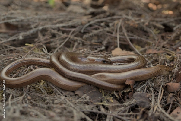 Obraz Two slow worms basking together