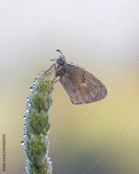 Fototapeta Coenonympha pamphilus in water drops