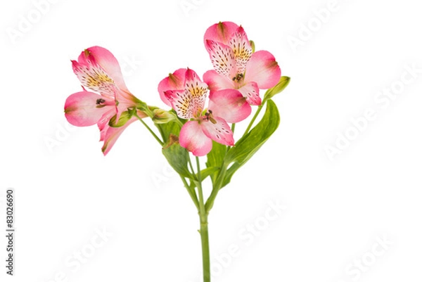 Obraz Alstroemeria