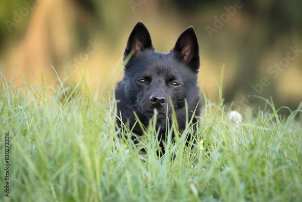 Obraz dog in the grass