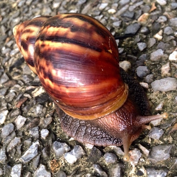 Obraz Big snail