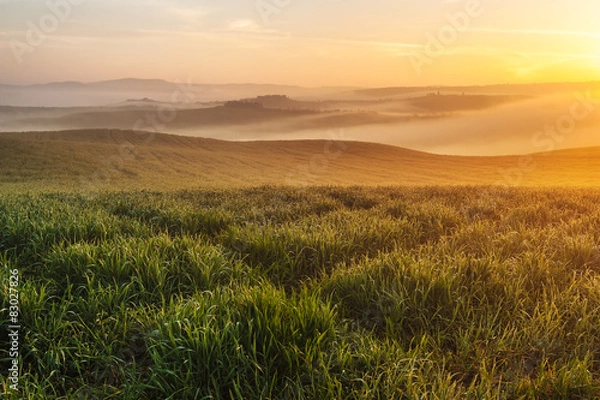 Fototapeta Mist flowing in the green fields of Tuscany