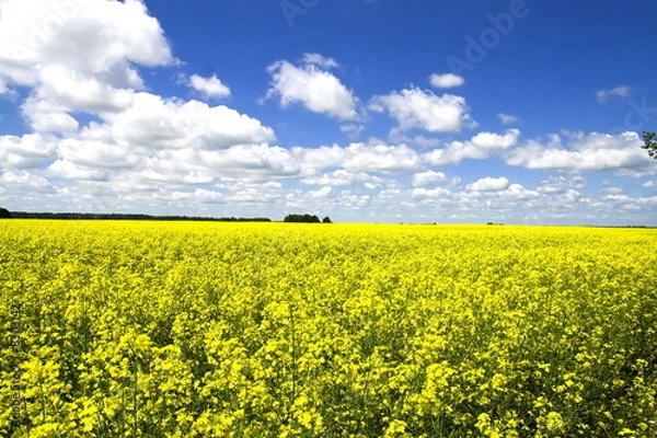 Obraz Yellow colza field