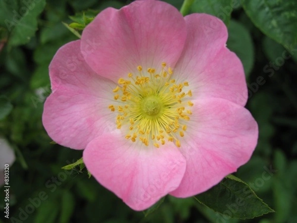 Obraz wild rose