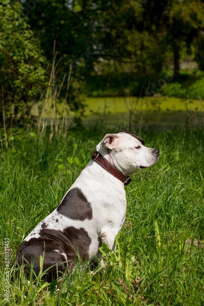 Fototapeta A black and white dog on a walk in the garden. The American Staffordshire Terrier is a pet