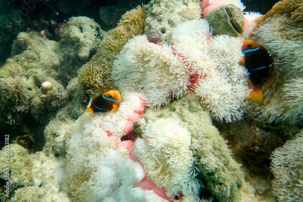 Obraz Clown Fish & Anemone 