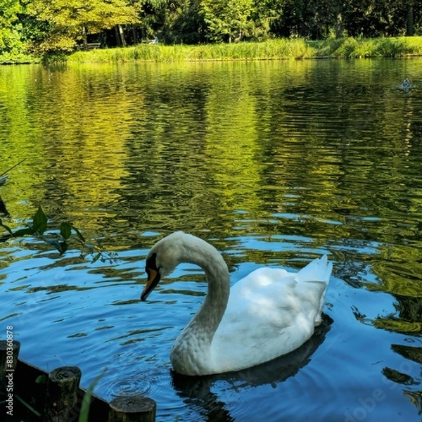 Obraz Swan on the lake